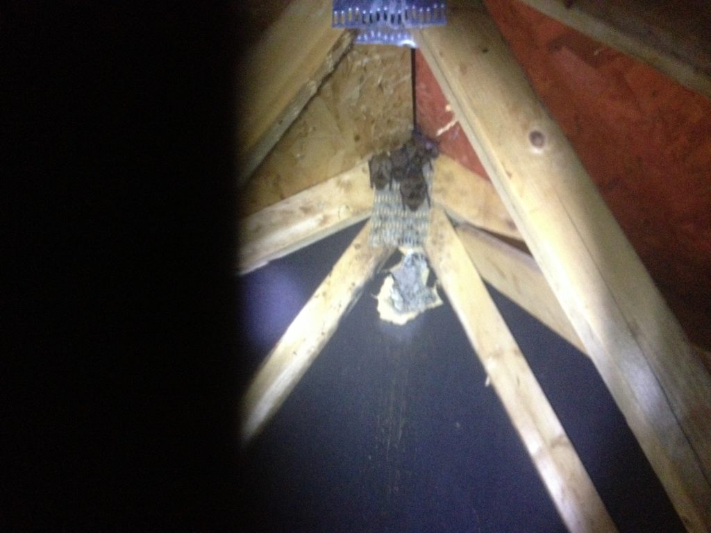 chauve-souris guano decontamination domicile grenier entre toit evacuation reparation
